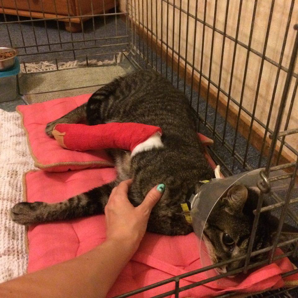 photo of a grey/brown tabby cat, laying on cushions in a kennel, his front right paw in a cast with red wrapping, a clear recovery cone around his neck, looking a little sad but brave, a hand comes from out of frame to pet his chest